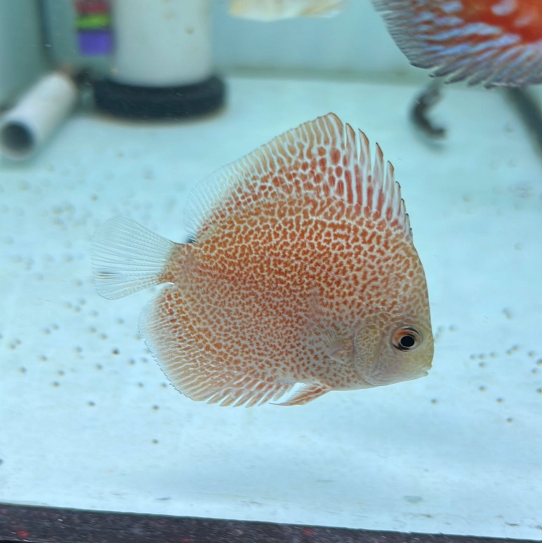 Super King Viper Discus (Symphysodon sp.)