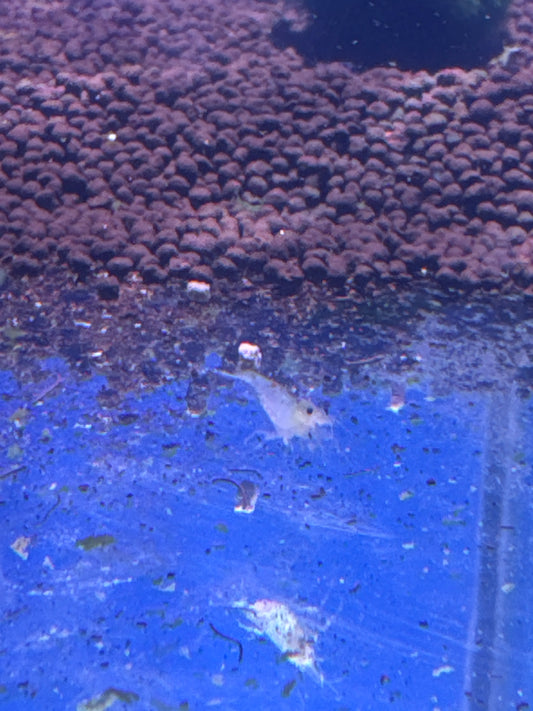 snowball shrimp (Neocaridina)
