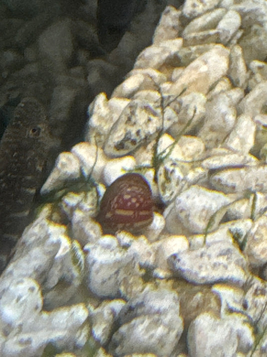 Nerite Snail