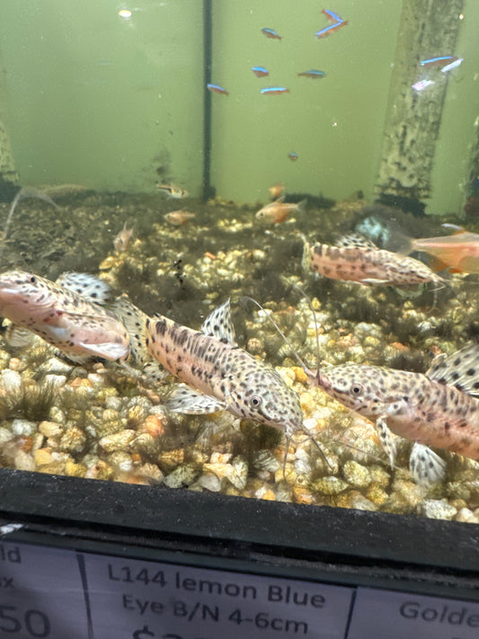 Hoplo Catfish (Megalechis thoracata)