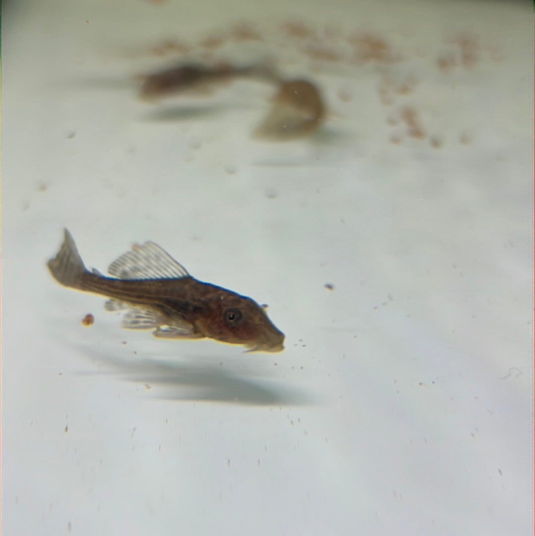Chocolate Plecostomus Catfish (Hypostomus plecostomus)