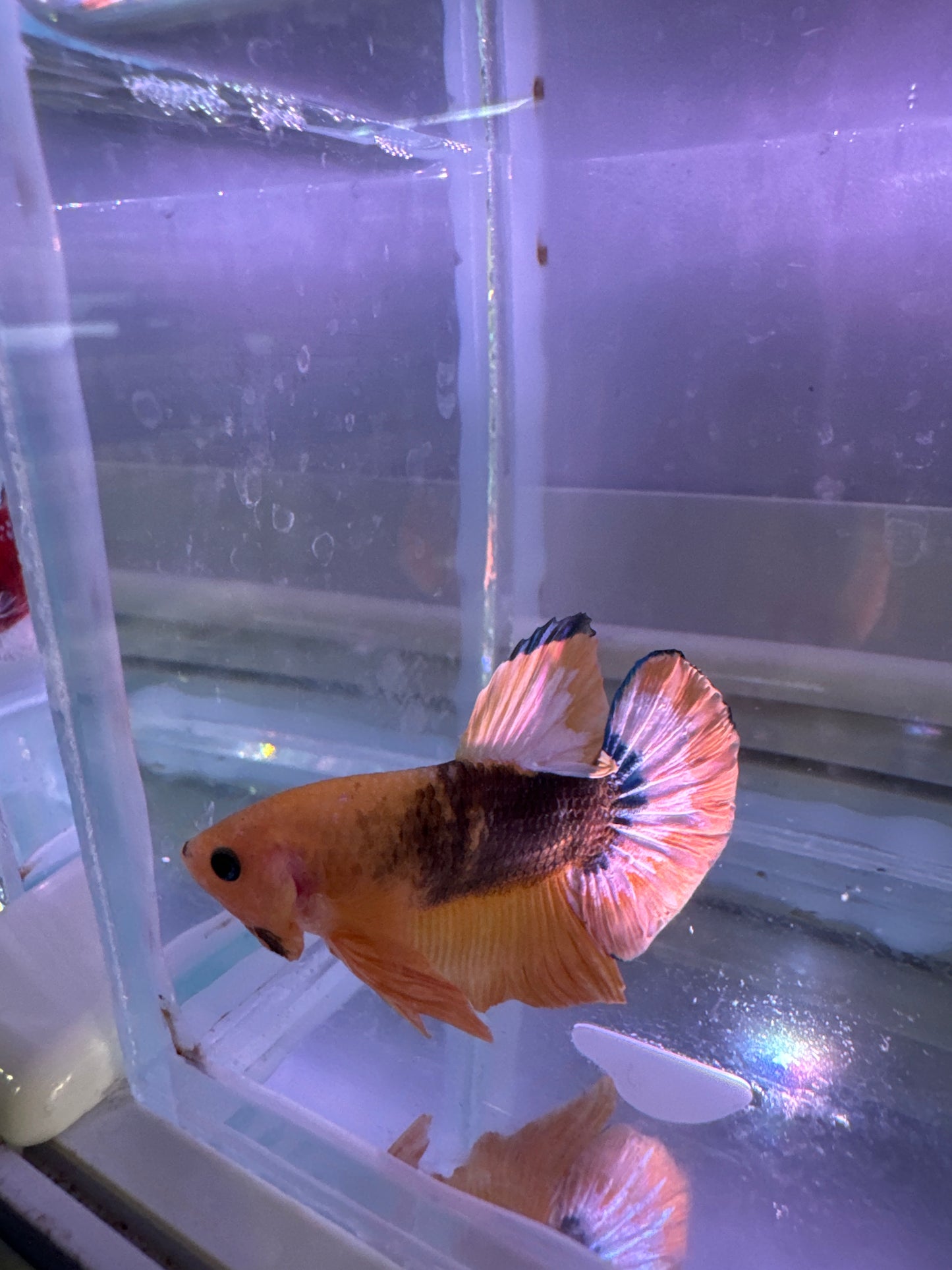 Yellow Tiger Koi Plakat (Betta splendens)