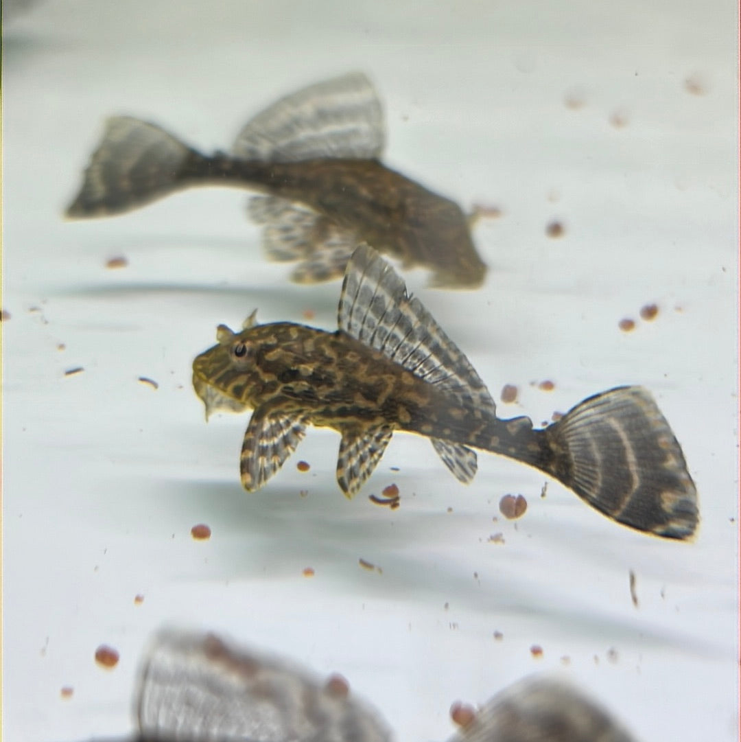 Gold Spot Pleco L001 (Pterygoplichthys joselimaianus)