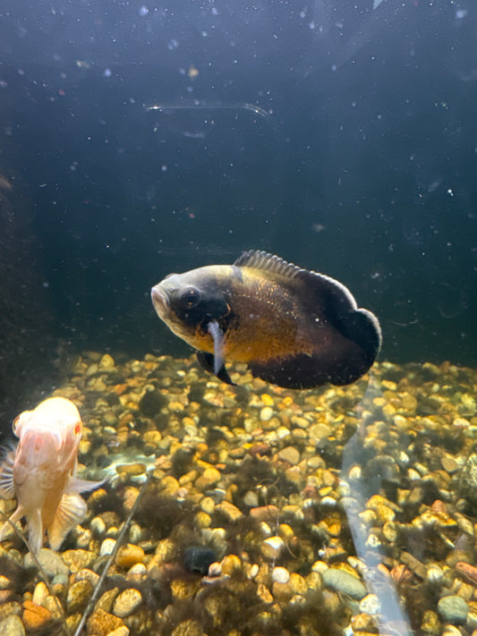 Copper Red Oscar (Astronotus ocellatus)