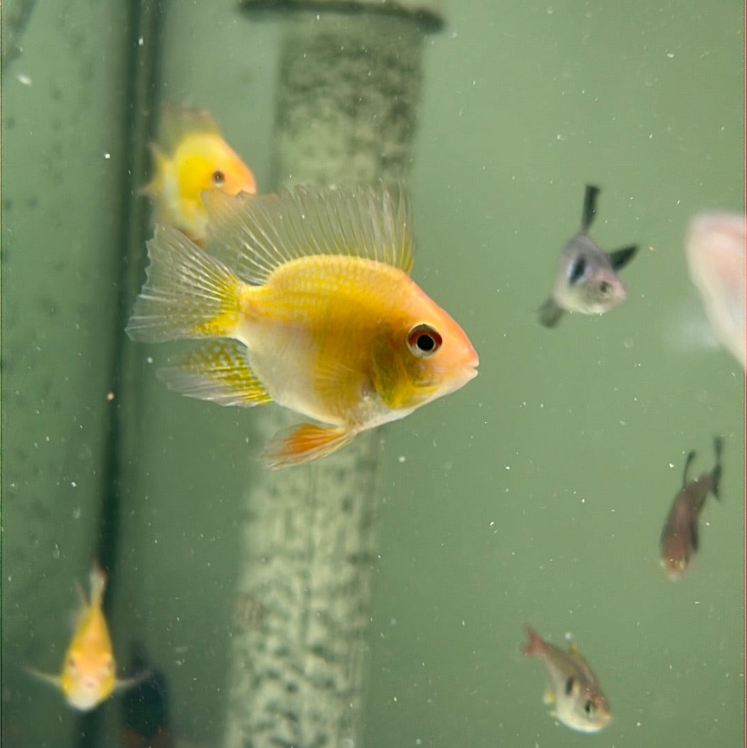 Gold Balloon Rams (Mikrogeophagus ramirezi)