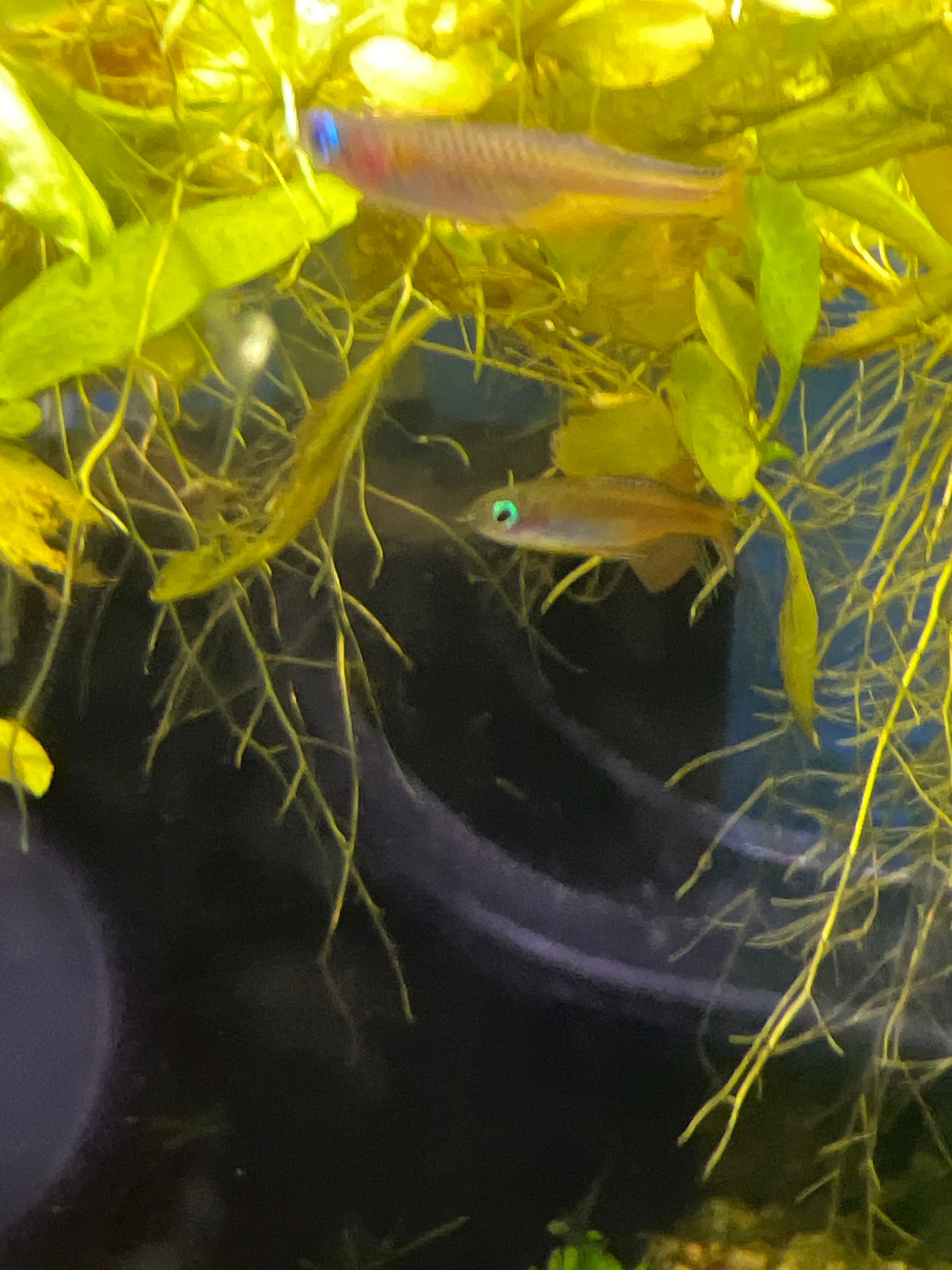 Blue Eye Red Neon Rainbow (pseudomugil Luminatus) – Tropical Aquarium