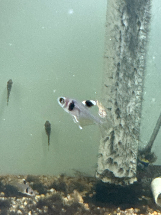 Coffee bean tetra (Hyphessobrycon takasei)