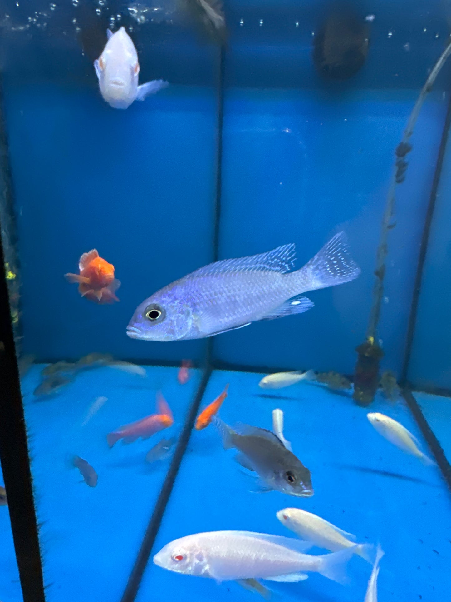 Blue Dolphin Cichlid (Cyrtocara Moorii)