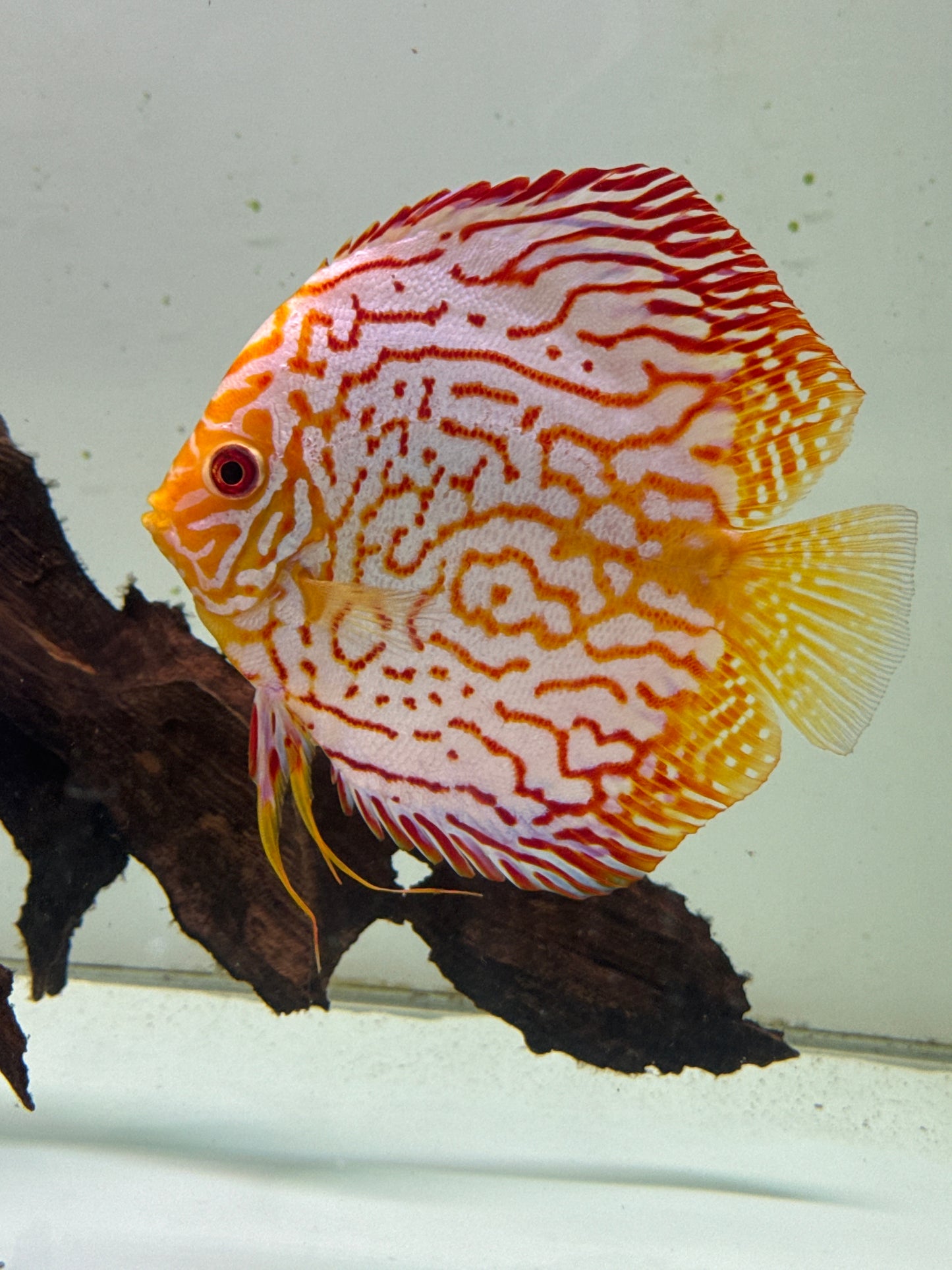 Red pigeon checkerboard Discus (Symphysodon sp.)