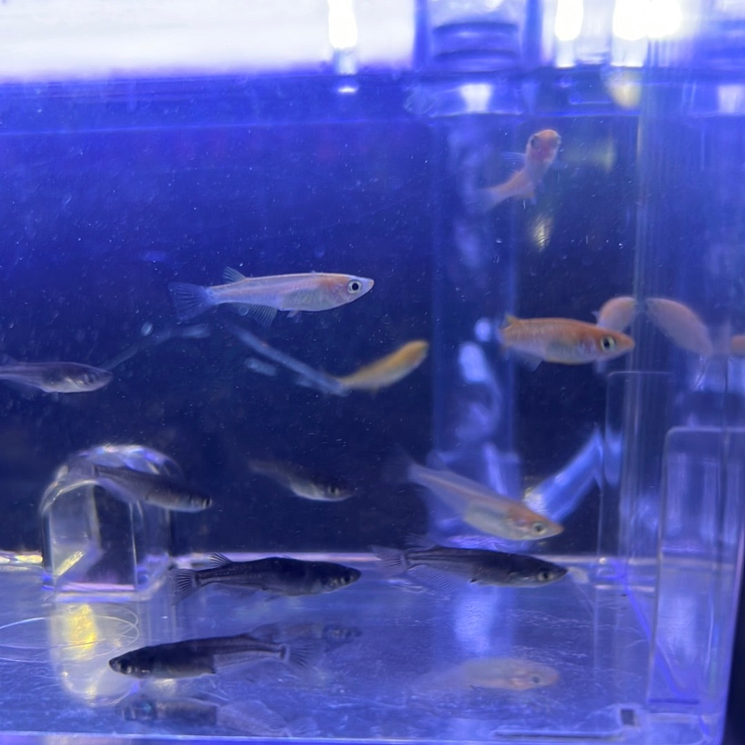 Assorted Medaka Ricefish