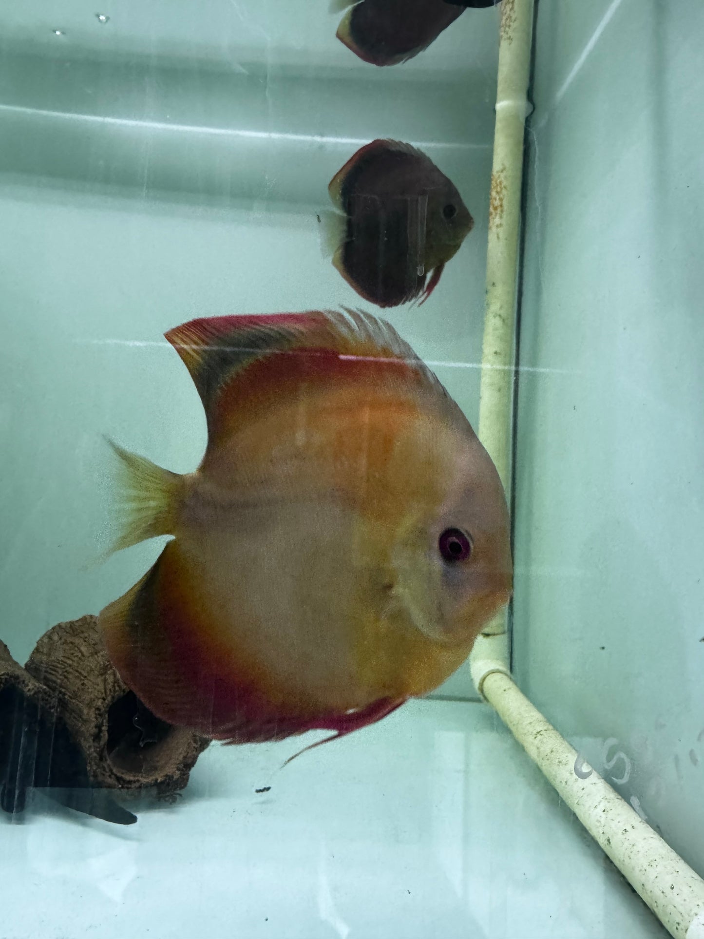 Assorted Discus breeding pairs (Symphysodon sp.)