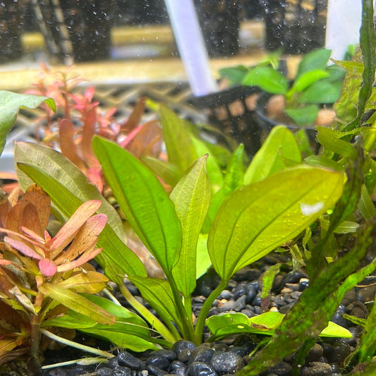 Echinodorus reni  SUBMERSED/BUNCH     S187