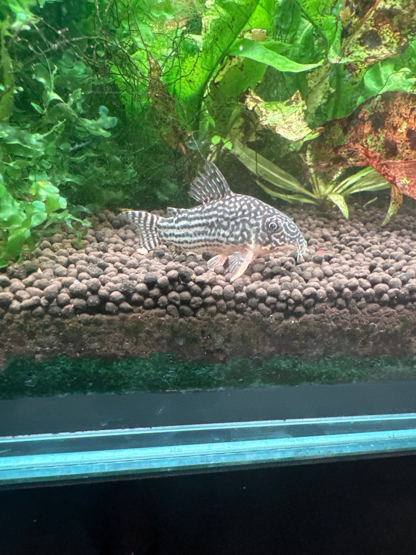 Sterbai Corydoras (Corydoras sterbai)