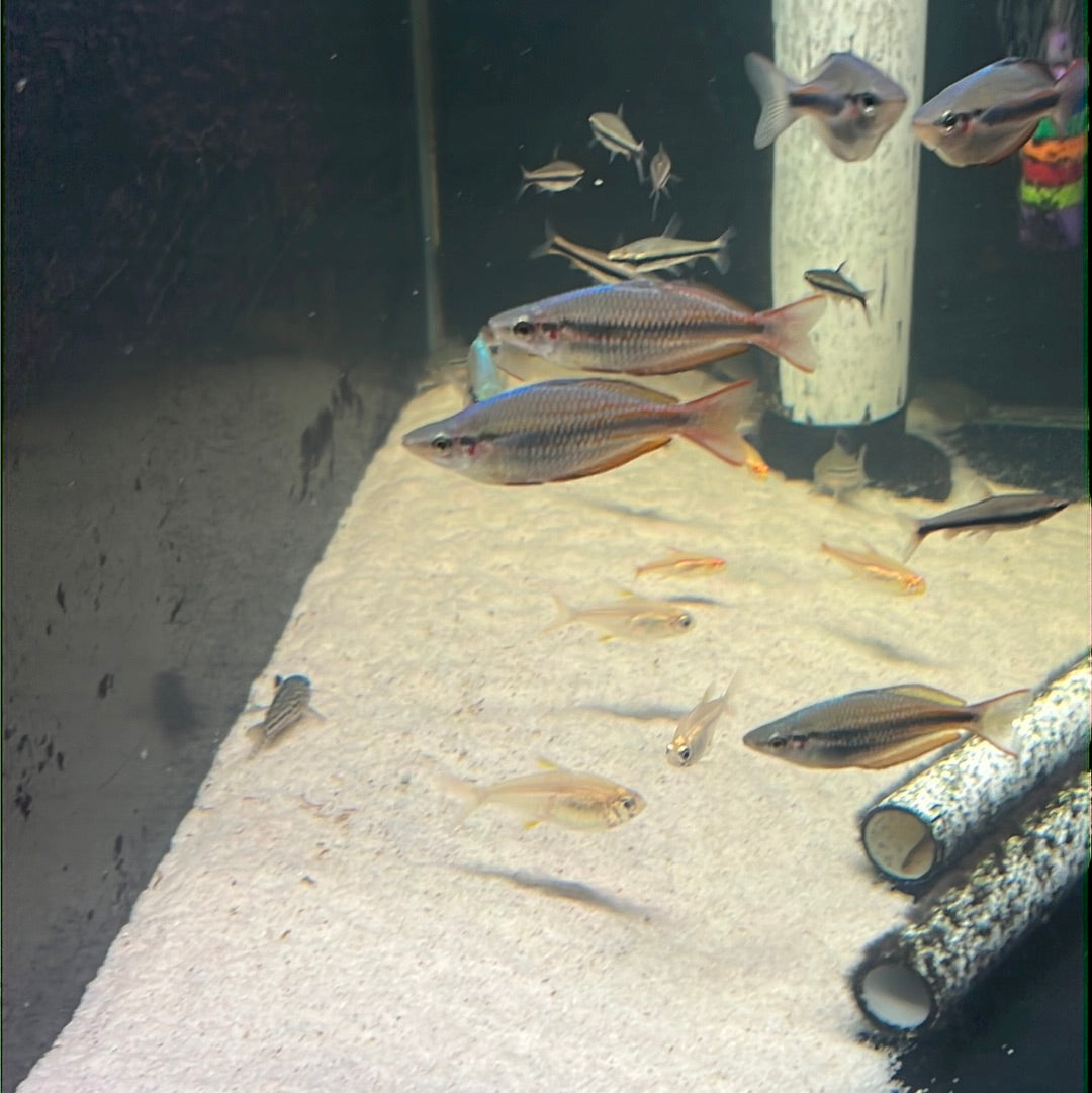 Goyder River Rainbow- Banded rainbow (Melanotaenia trifasciata)