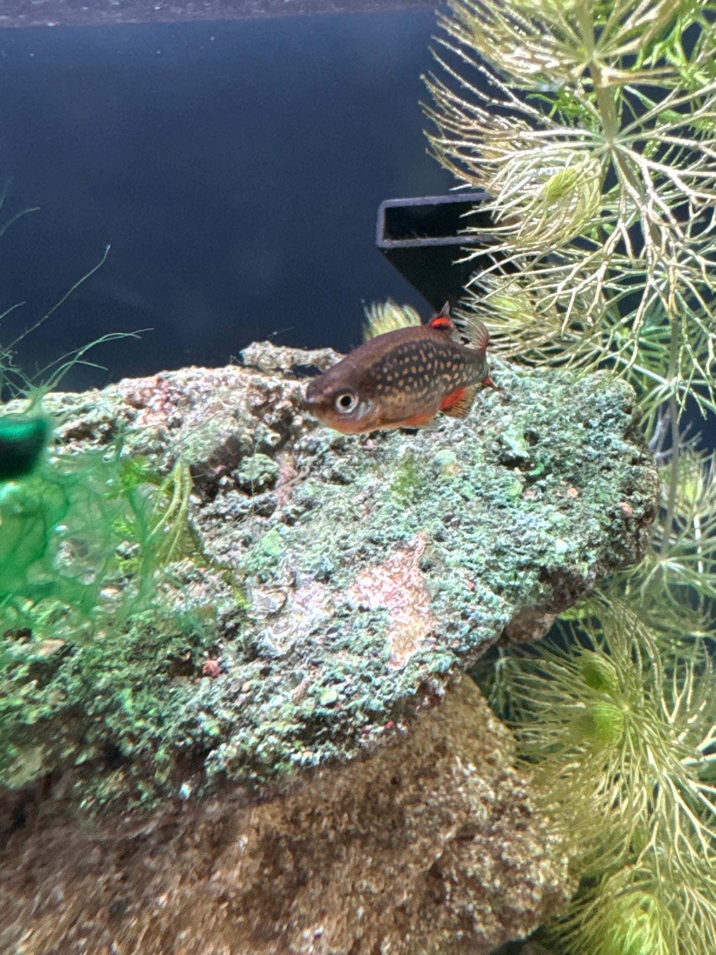 Celestial Pearl Danio / Galaxy Rasbora - CPD