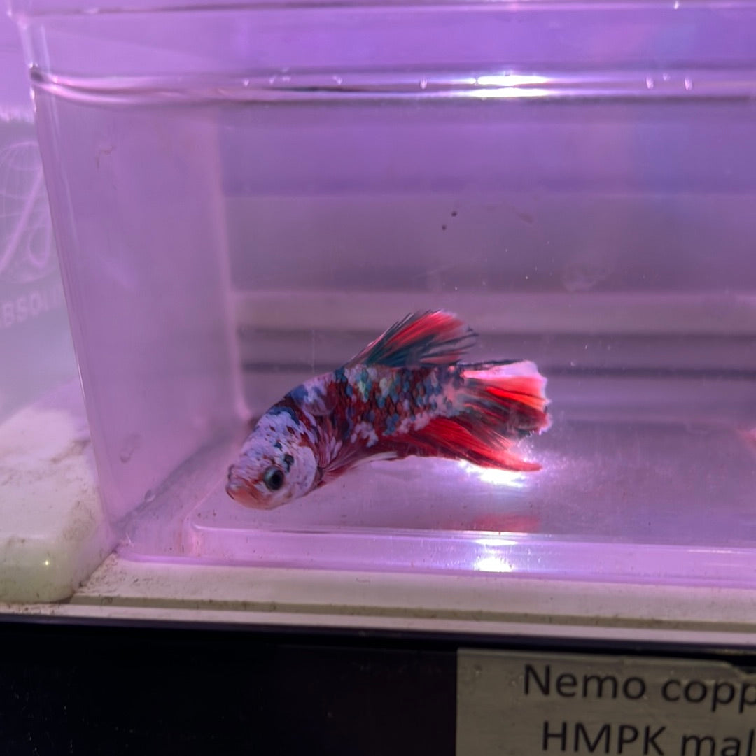 Nemo copper HMPK  (Betta splendens)