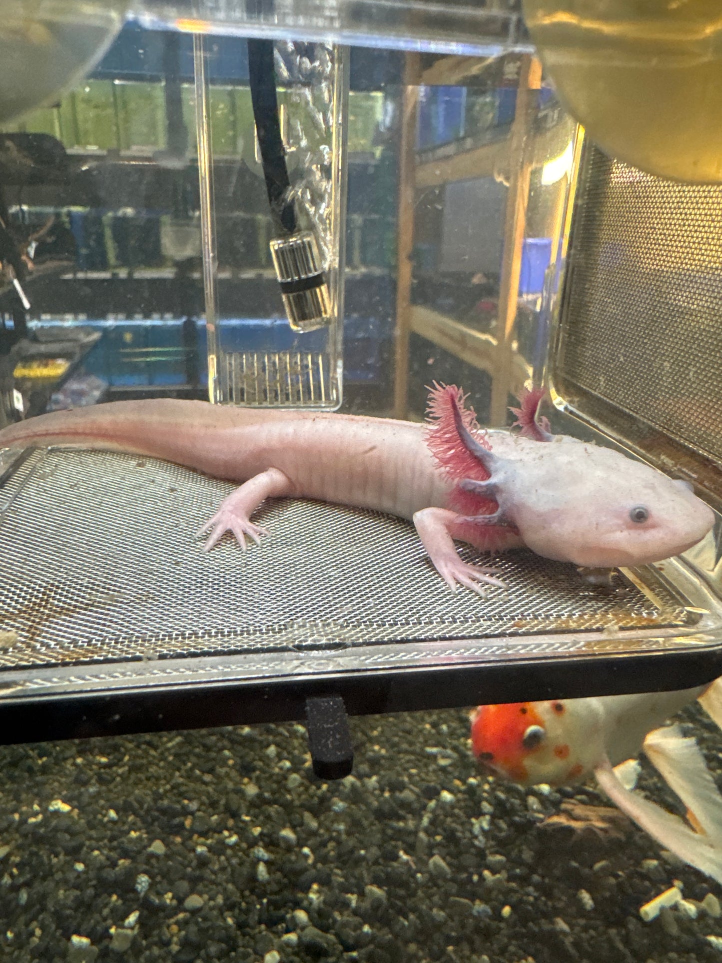 leucistic Axolotl