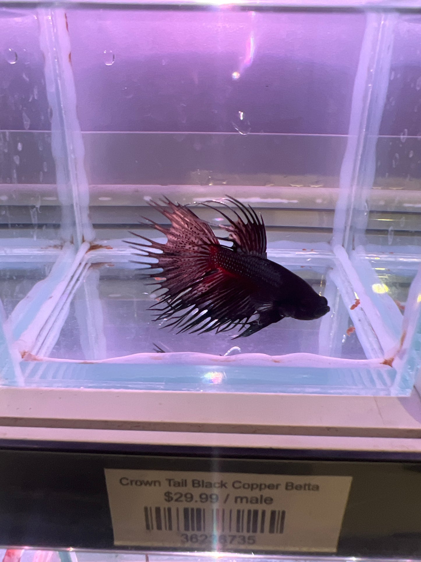 Crown Tail Black Copper Betta