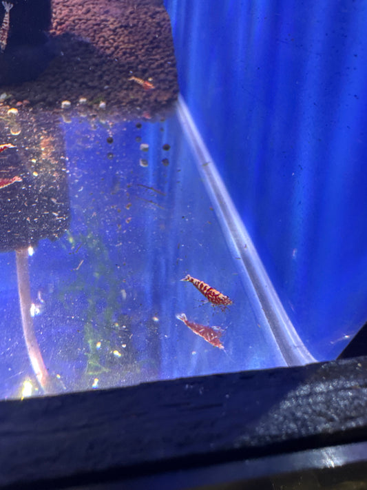 Red Galaxy Snowflake Fishbone (Caridina)