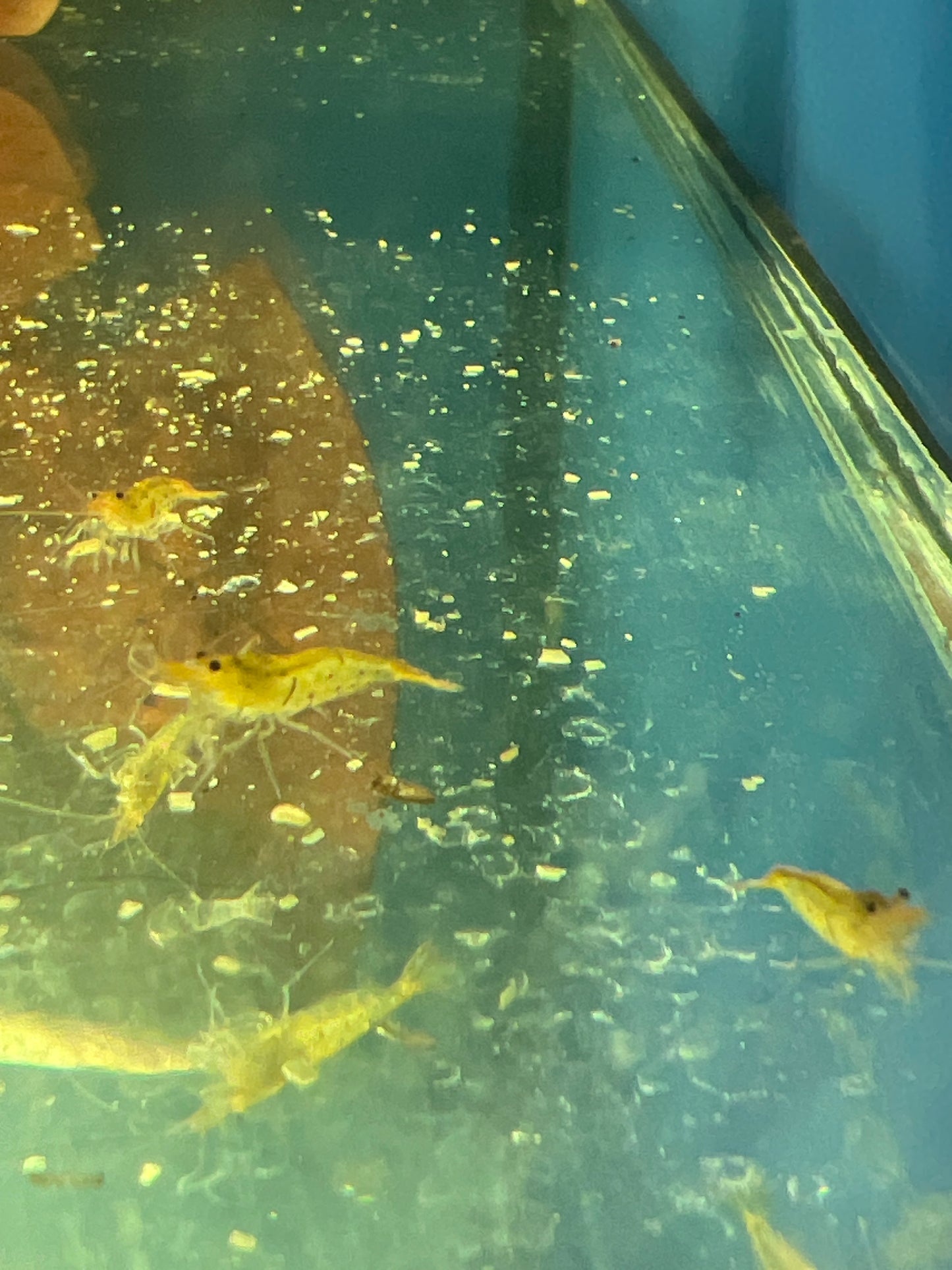 Tangerine tiger shrimp (Caridina serrata)