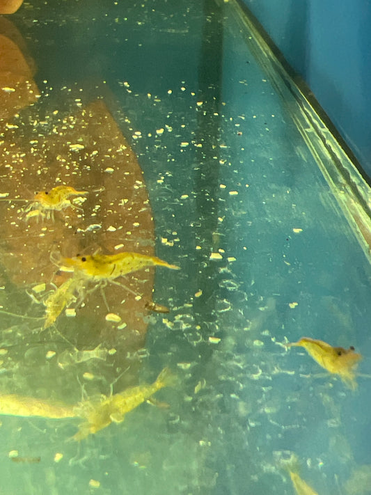 Tangerine tiger shrimp (Caridina serrata)