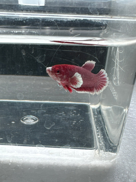 Dumbo Betta Lavender