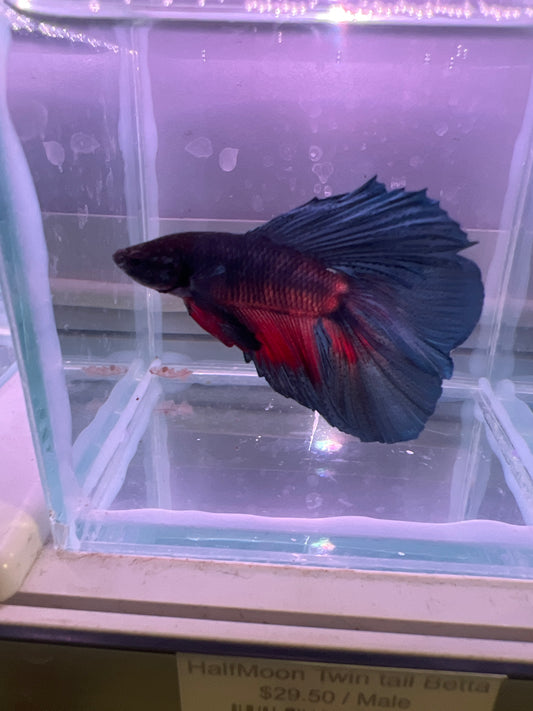 HalfMoon Twin tail Betta