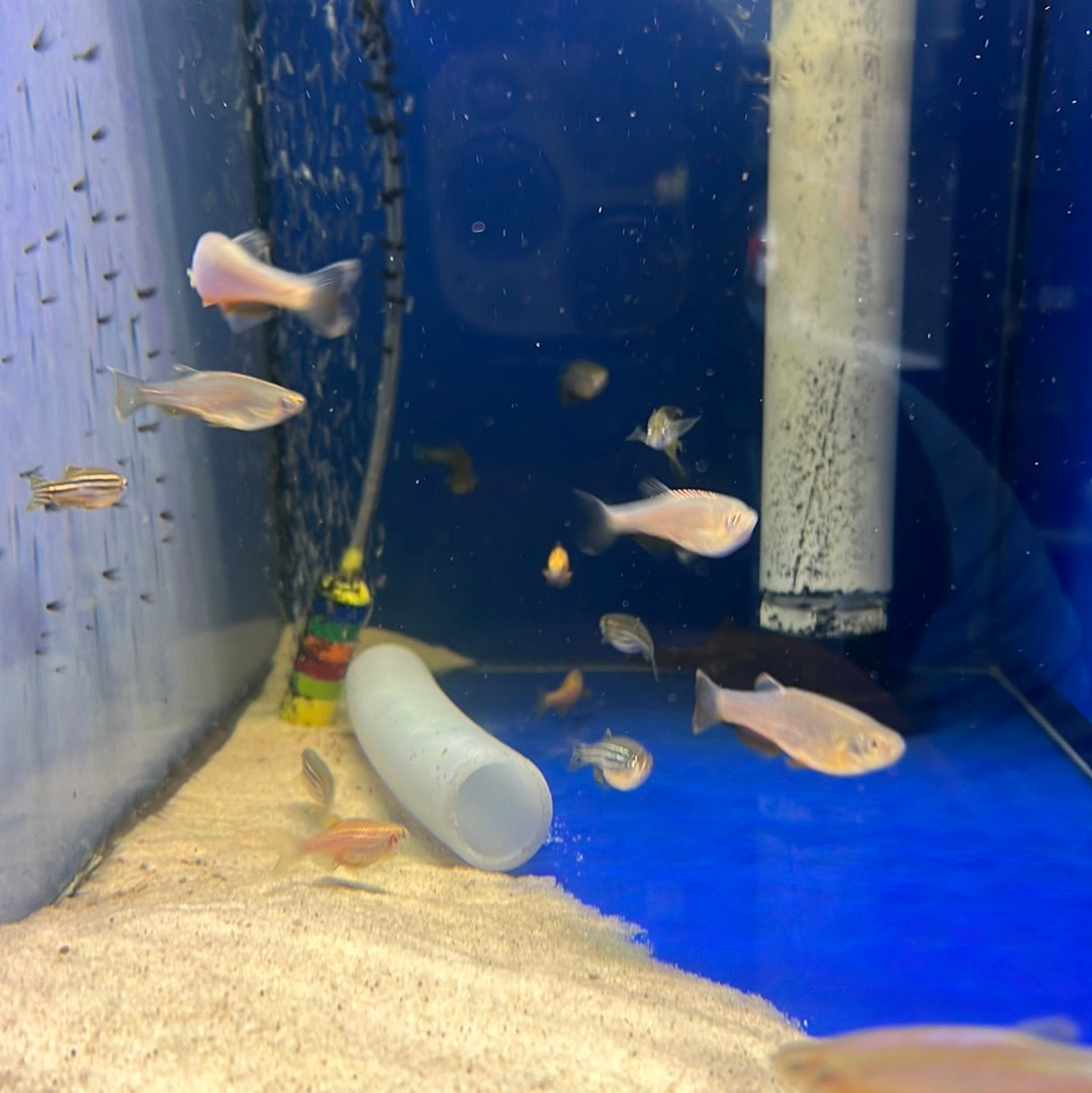 Assorted Danio (Brachydanio sp.)