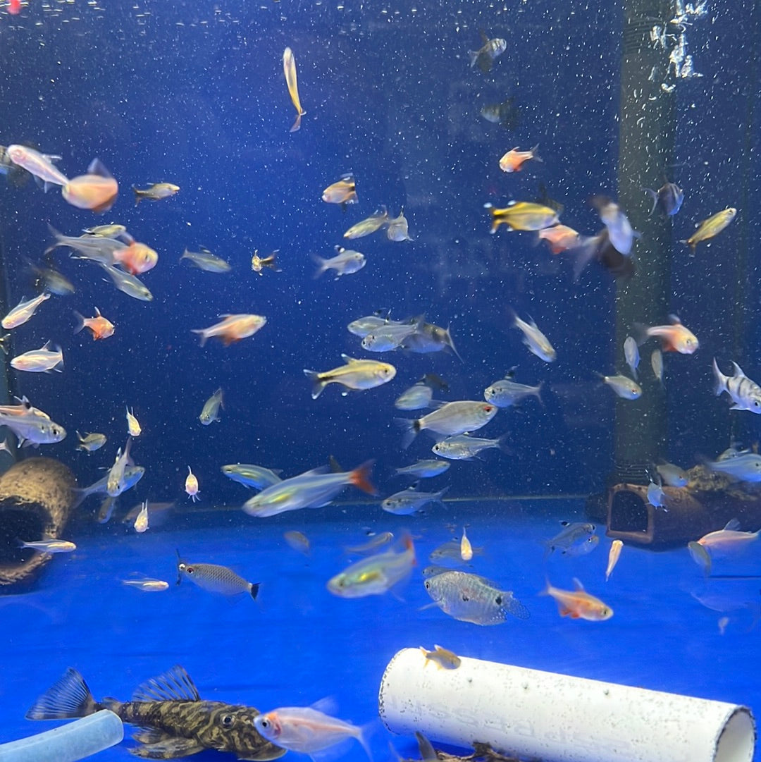 Assorted Tetra\danios