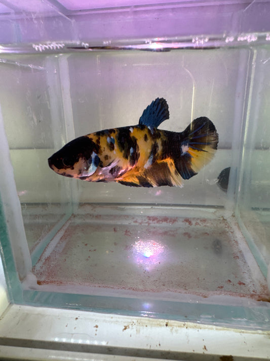 Giant yellow Koi Galaxy