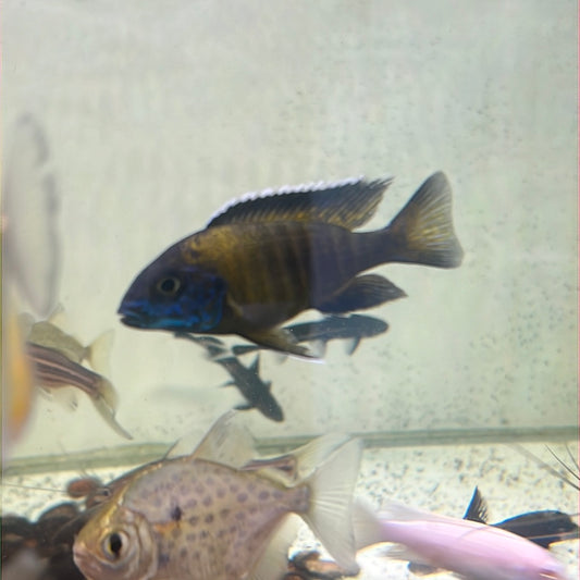 Baenschi  Peacock Cichlid