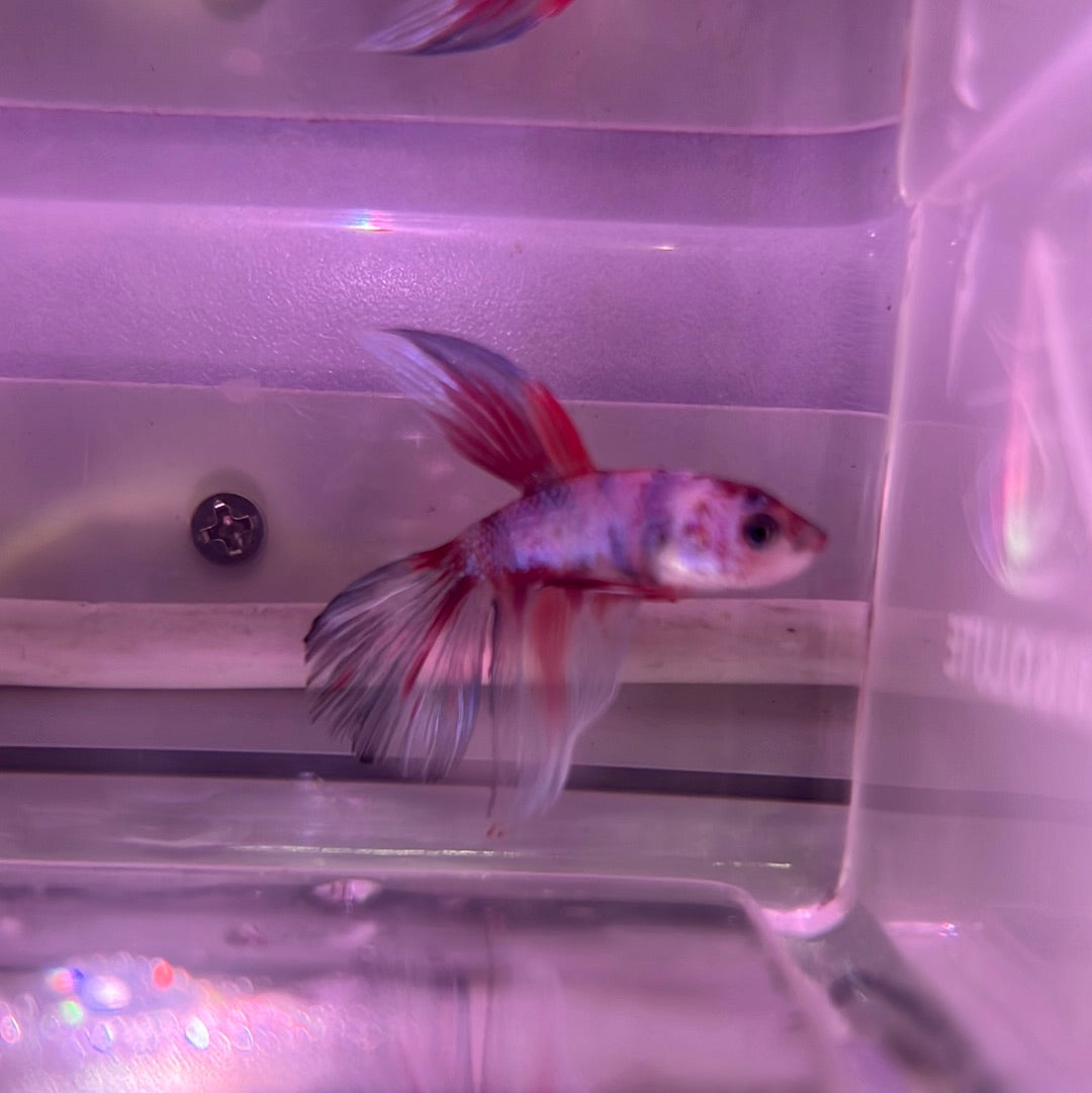 HalfMoon Candy Betta – Tropical Aquarium