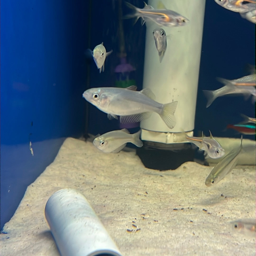 Desert Rainbowfish Barcoo River (Melanotaenia Splendida Tatei)