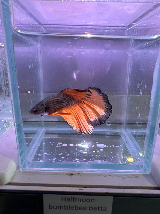 Halfmoon bumblebee betta