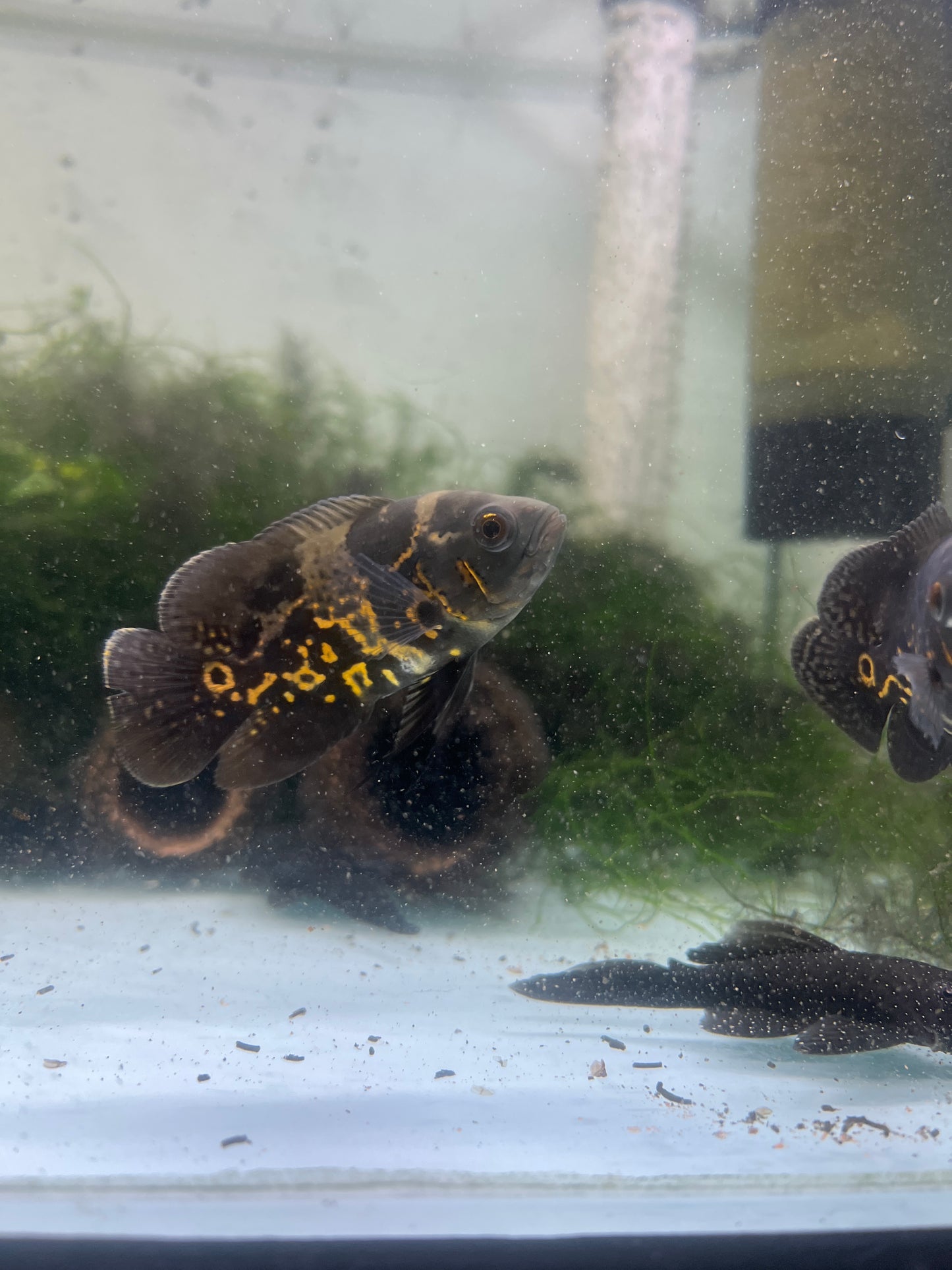 yellow tiger oscar(Astronotus ocellatus)