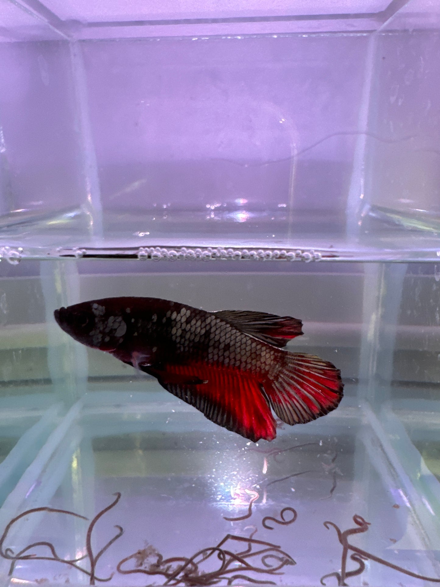 Assorted HMPK (Betta splendens)