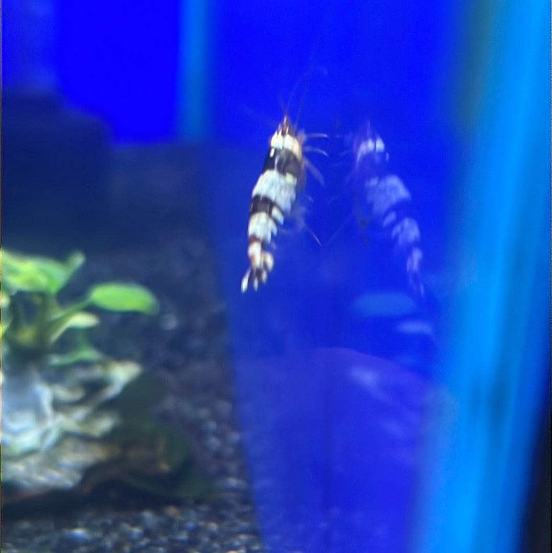 Crystal Shrimp (Caridina cf. cantonensis)