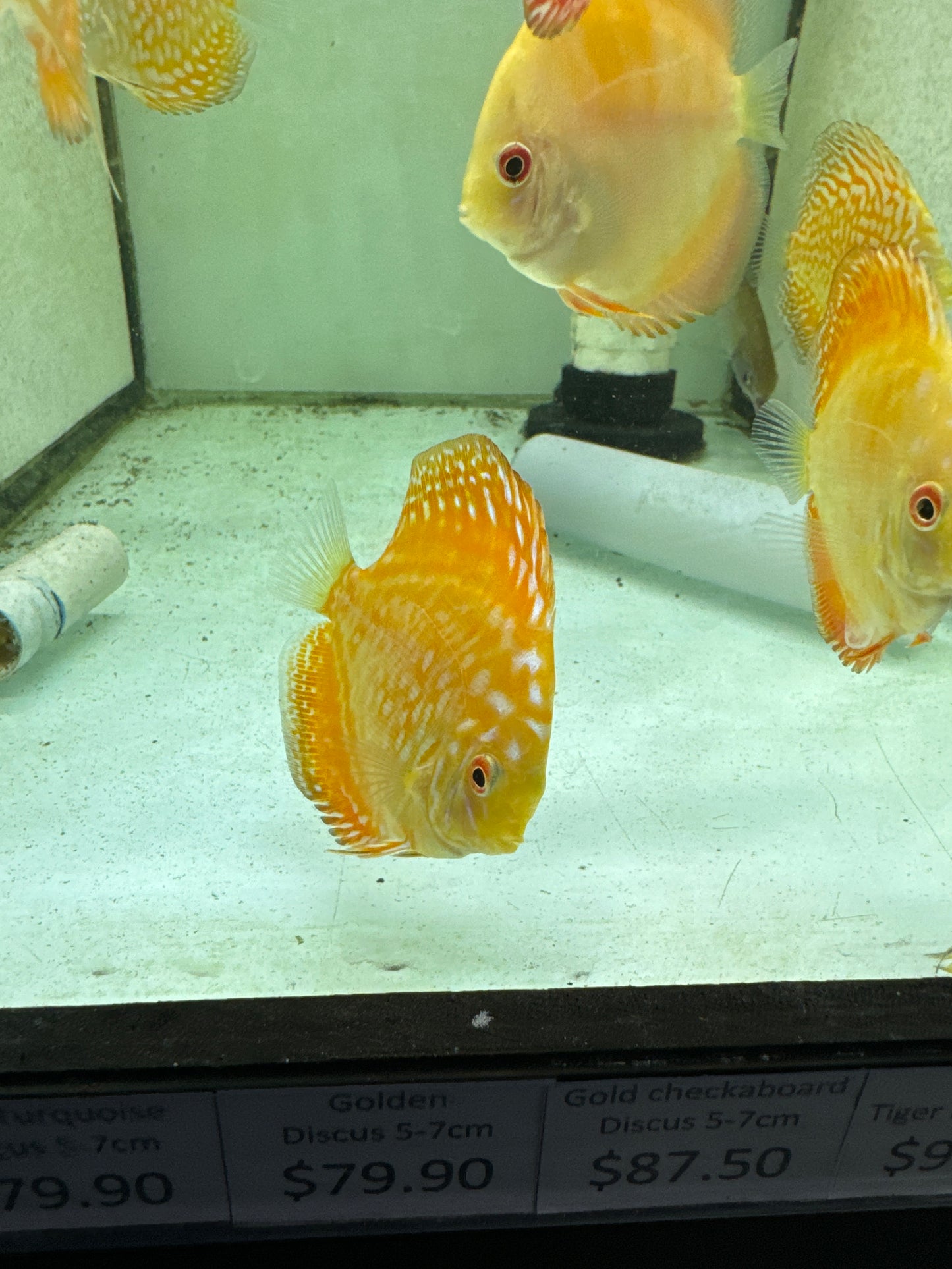 Gold checkerboard Discus (Symphysodon sp.)