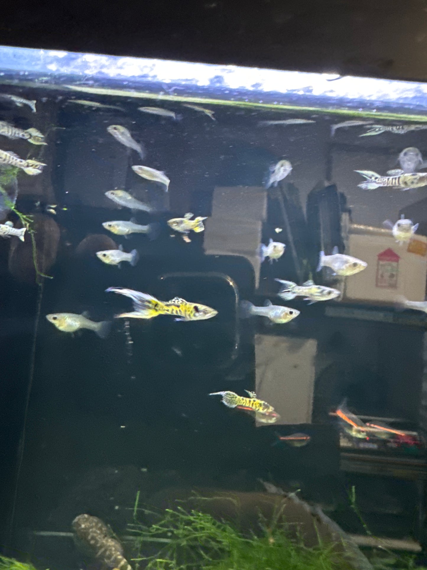 Tiger Endler Guppies