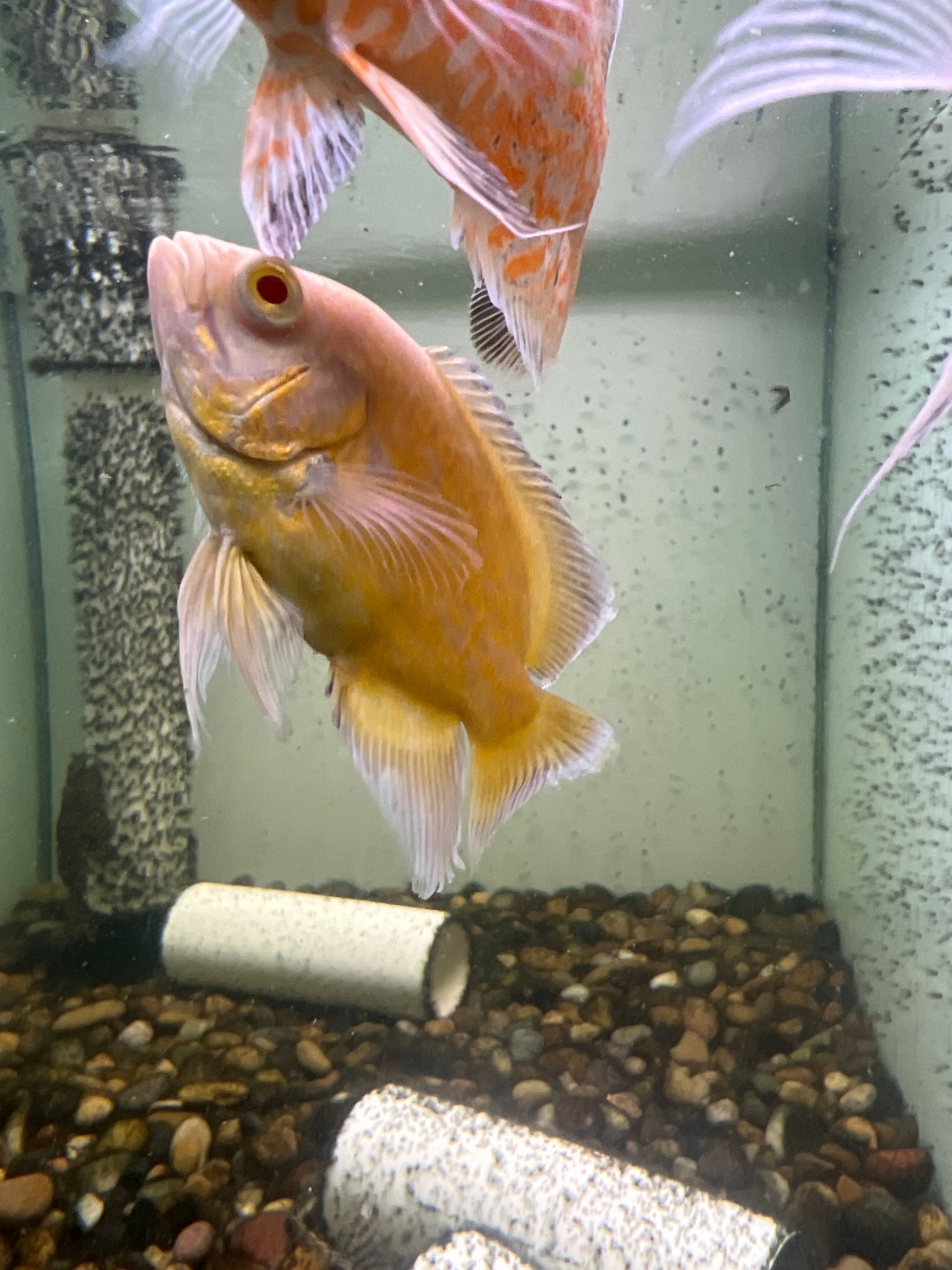 Long Fin Lemon Oscar (Astronotus ocellatus) – Tropical Aquarium