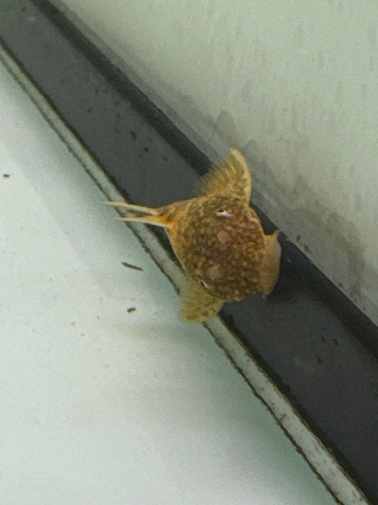 Marble Bristlenose