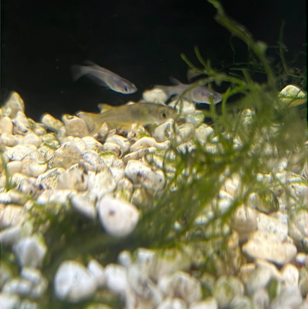 Medaka Rice fish (Oryzias Latipes) Autumn Nishiki – Tropical Aquarium