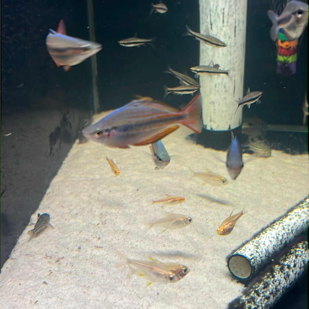 Goyder River Rainbow- Banded rainbow (Melanotaenia trifasciata)