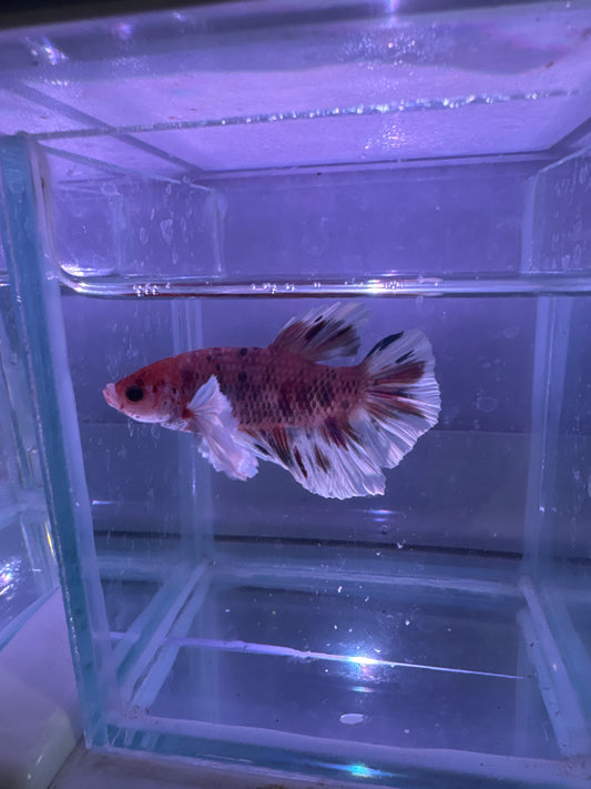 Koi Dumbo Plakat