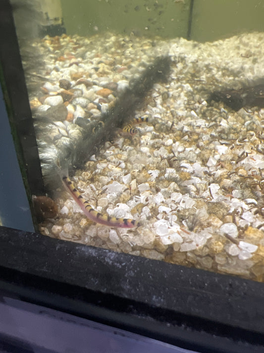 Cuneo Pygmy Kuhlii Loach (Pangio cuneovirgata)