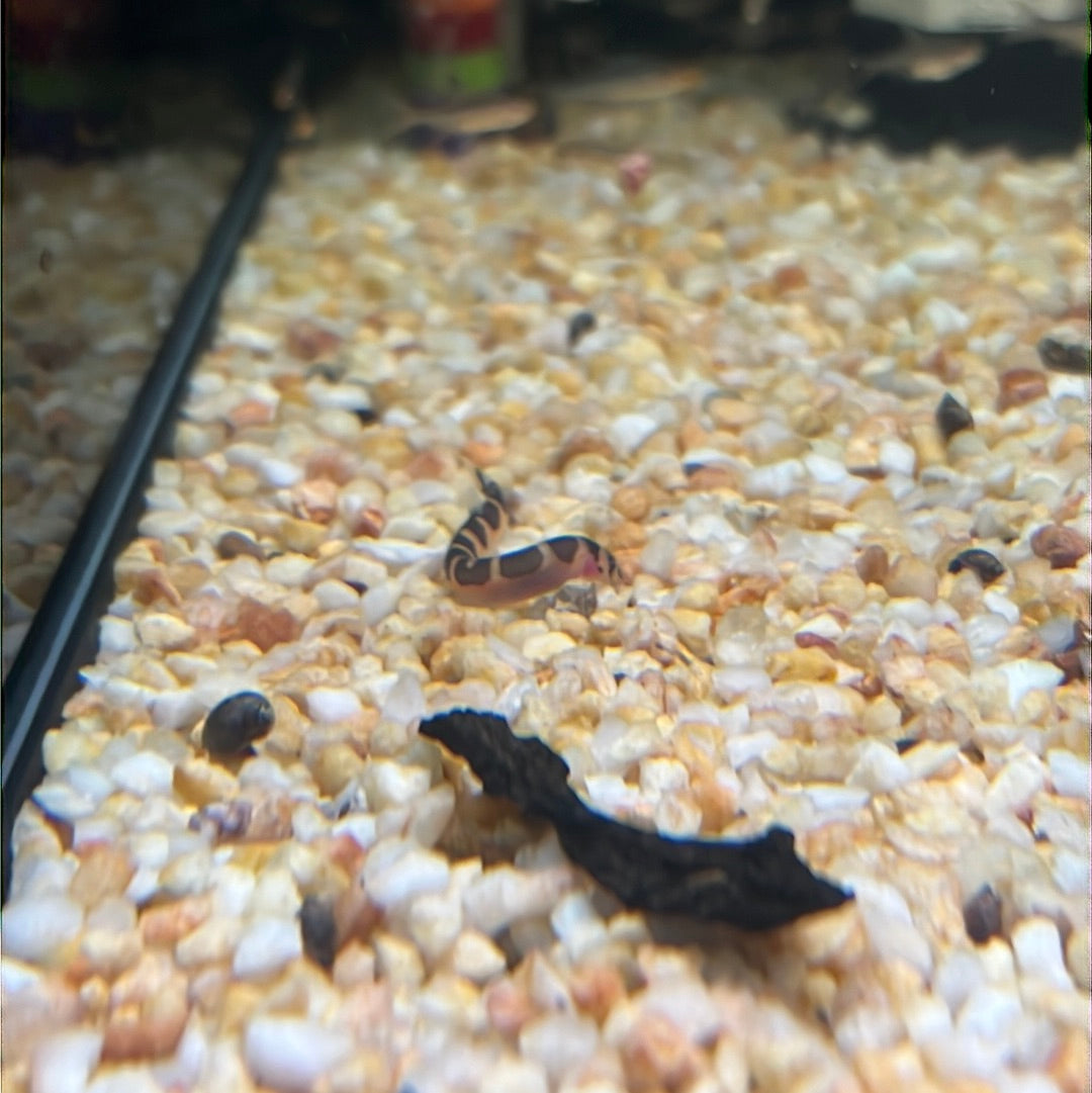 Kuhlii Loach Banded (Pangio Semicincta)