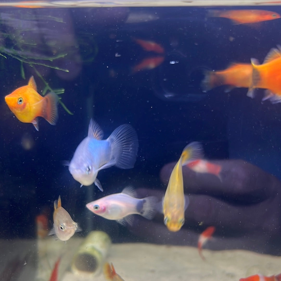 Assorted mickey mouse platy (Xiphophorus Maculatus)