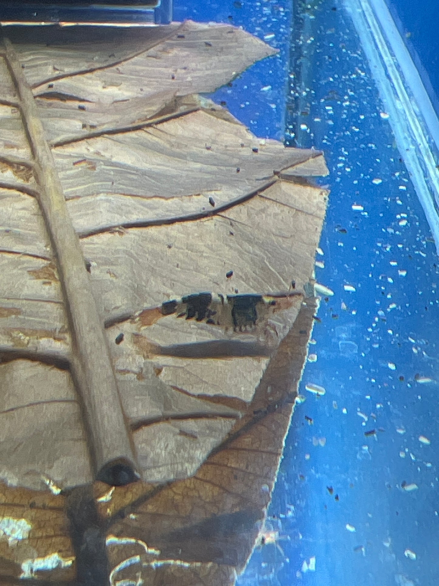 Mixed Mischling Shrimp (Caridina logemanni)