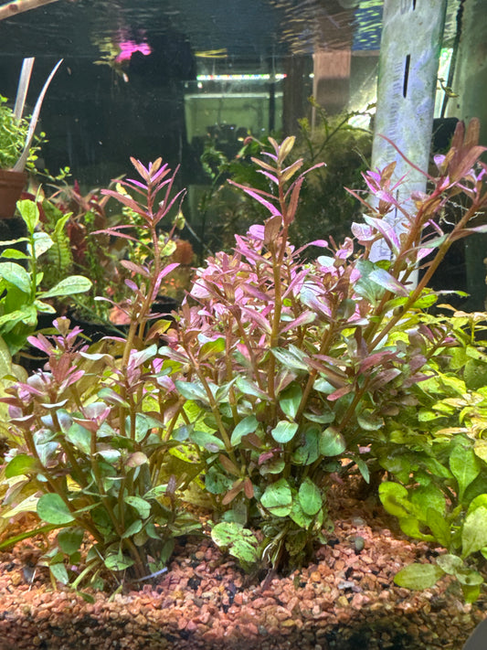 Rotala Bloodii (blood Red) p132