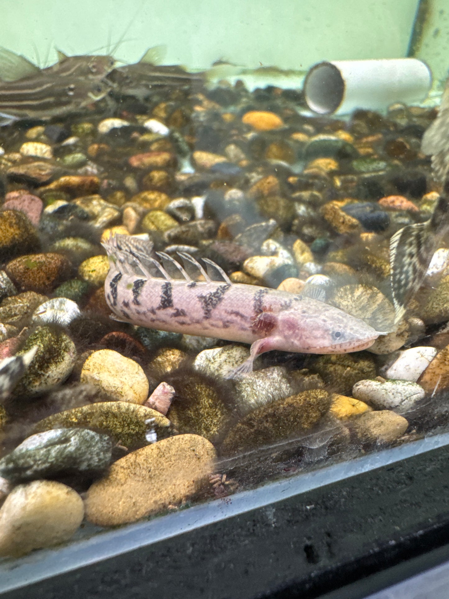 Delhezi Bichir 8cm (Polypterus delhezi)